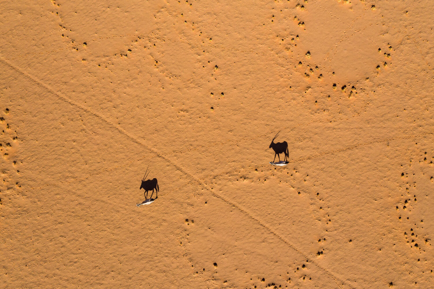 PlaceholderImage1302